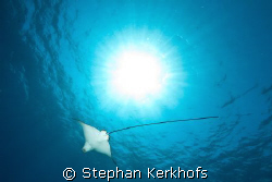 ocean, sun and a spotted eagle ray. by Stephan Kerkhofs 